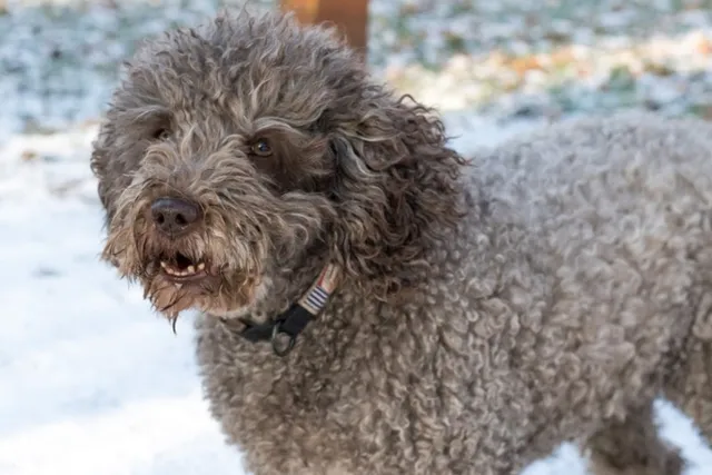 Do Cavapoos Bark a Lot? How Much & How to Stop It (Vet-Reviewed)