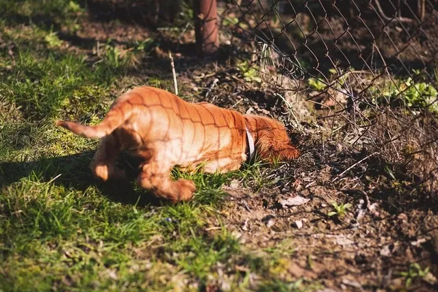 Why Do Dogs Bury Their Food? Vet-Verified Reasons & What to Do