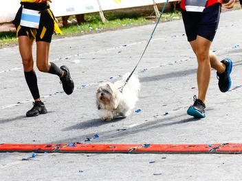 How to Train for a 5K Run With Your Dog: 17 Essential Vet-Approved Tips