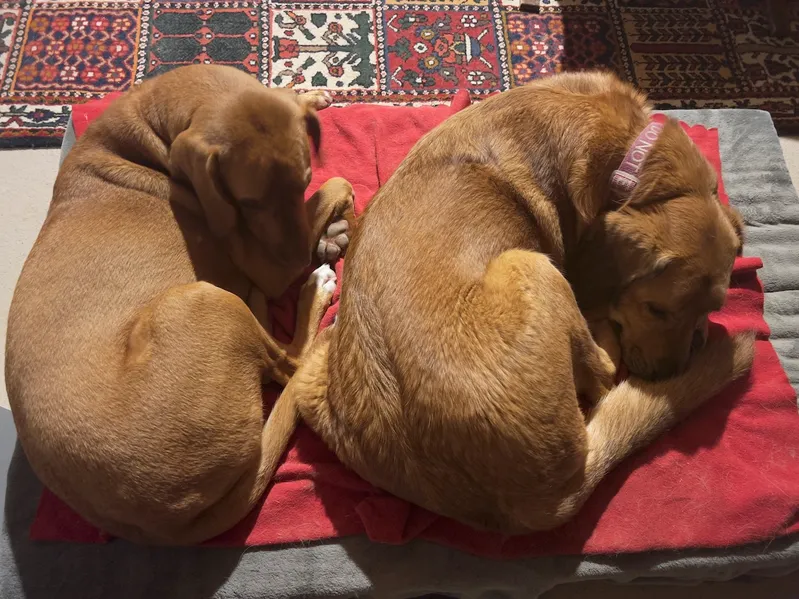 Hela and Lava curled up next to each other