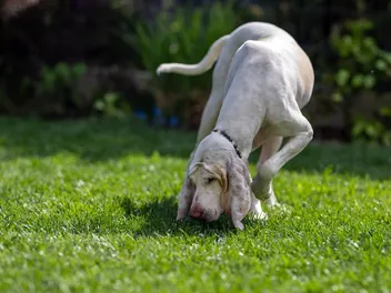 How to Train a Dog to Track: 7 Vet Approved Scent Work Tips & Tricks