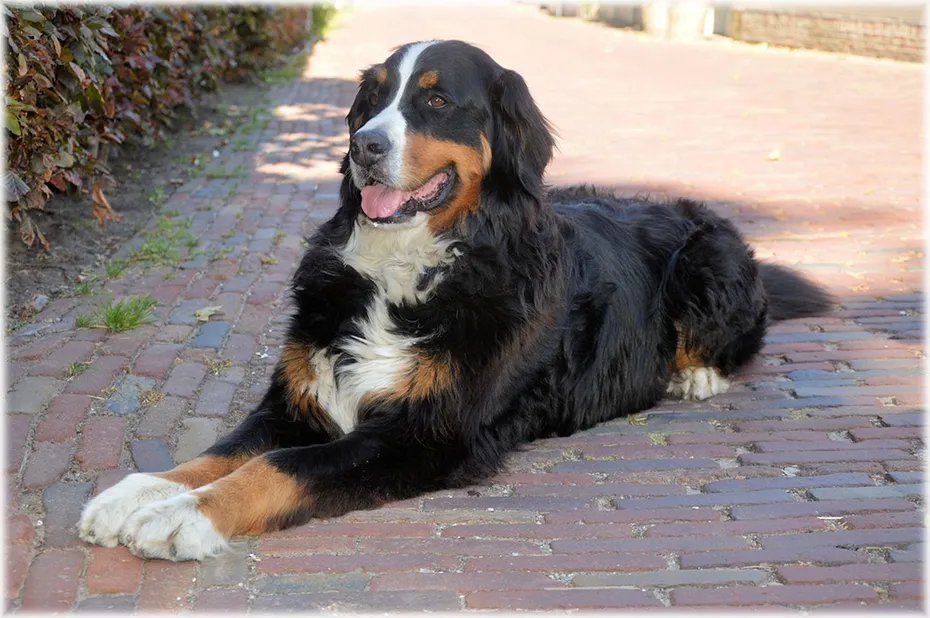 bernese mountain dog lying on the bricked ground