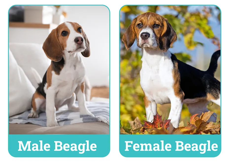 Male vs Female Beagle Side By Side