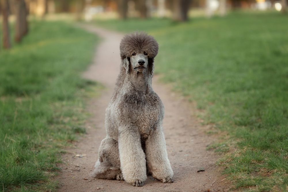 large silver poodle with a beautiful haircut is sitting in a summer glade. Royal poodle