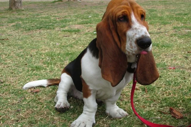 How to Potty Train a Basset Hound: 8 Vet-Approved Tips