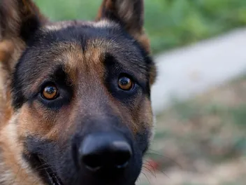Do Dogs Have Eyebrows? Vet-Verified Canine Facts