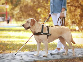 How Long Does It Take to Train a Service or Guide Dog? Vet Reviewed Facts & FAQ