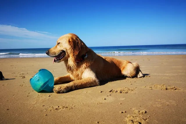 Miniature Golden Retriever Dog Breed: Info, Pictures & Care