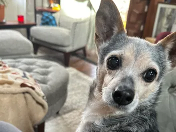 Audacious Side-Eye & Other Subtle Ways That Pip Shows Hate Toward Me