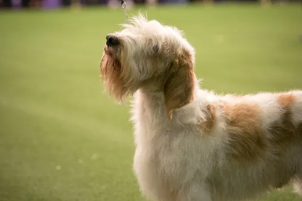Petit Basset Griffon Vendeen.