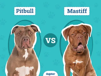 Pitbull vs Mastiff: The Key Differences (With Pictures)