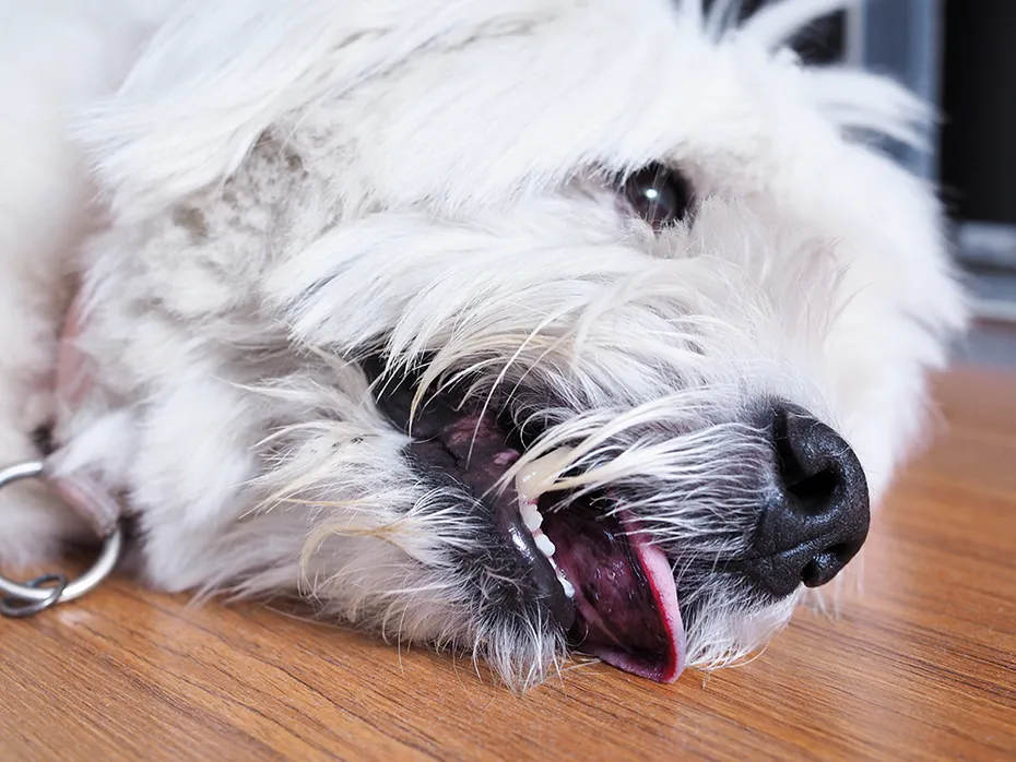 close up sick dog lying on the floor