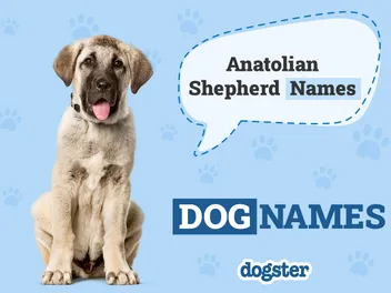204 Popular & Unique Anatolian Shepherd Dog Names
