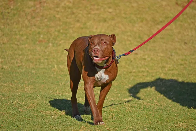 What Temperature Is Too Hot to Walk a Dog? Our Vet Explains