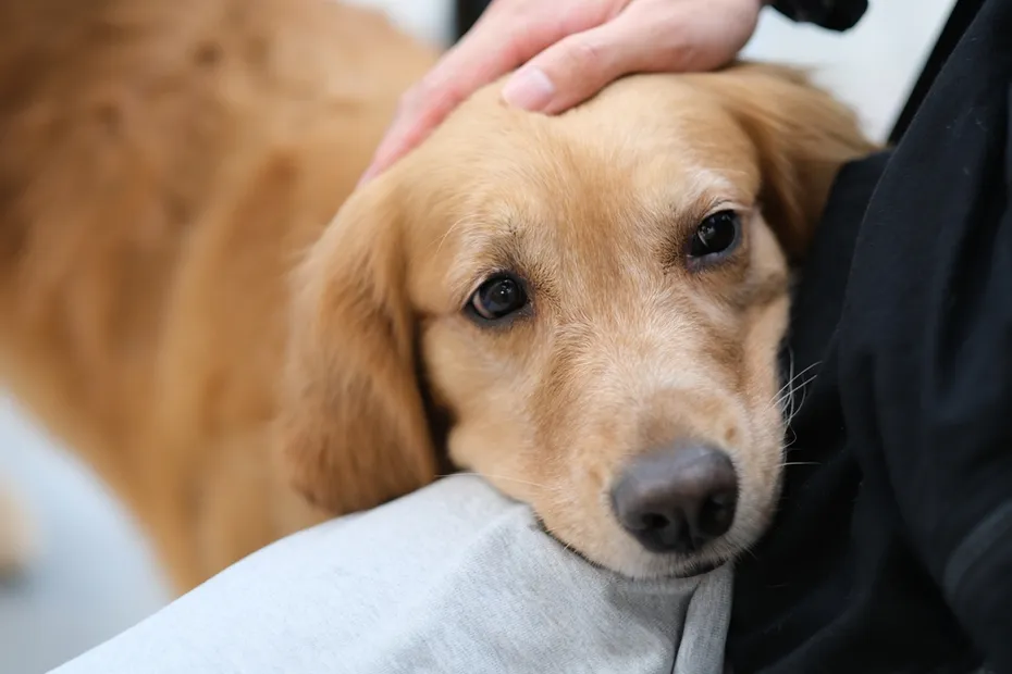 Golden Retriever dog putting head on owner's lap