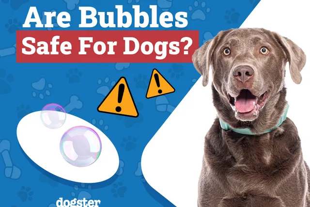 Are Bubbles Safe for Dogs? Everything You Need to Know!
