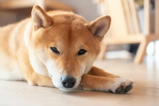 11 Dog Breeds That Can Be Left Alone: Vet-Verified Info, Pictures & Temperament