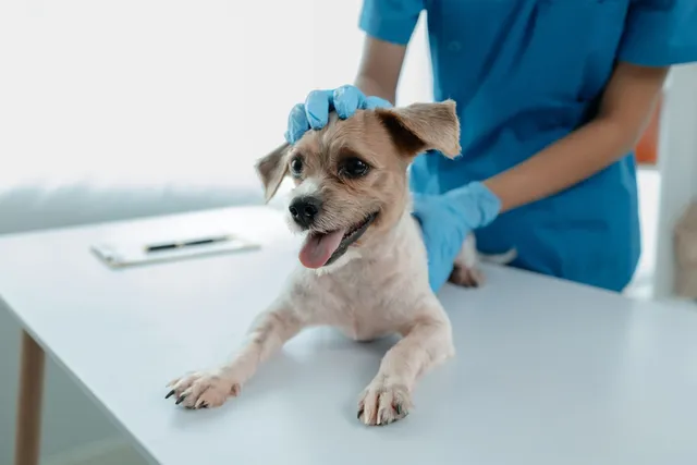 Are All Tumors Cancerous in Dogs? Our Vet Explains the Differences