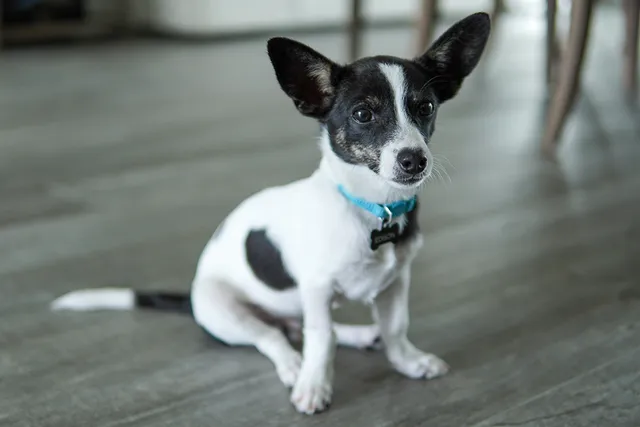 Rat-Cha Dog Breed: Info, Pictures, Temperament & Care Guide