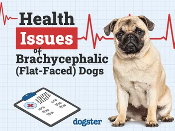 Brachycephalic (Flat-Faced) Dogs: 7 Health Problems (Vet Answer)