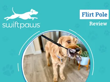 SwiftPaws Flirt Pole Review 2026: The Ultimate Toy to Exercise Your Pup