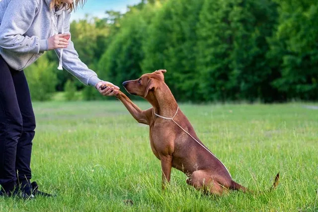 Dog Training for Beginners: 9 Vet-Approved Tips