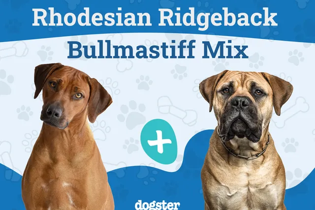 Rhodesian Mastiff Mix breed: Info, Pictures, Care Guide & More