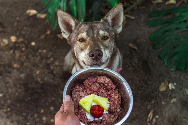 Raw Dog Food Diet Plan: Vet-Approved Guide to Get Started