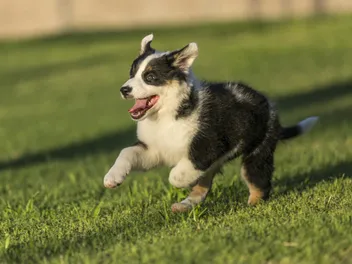 How Fast Can Australian Shepherds Run? Vet-Verified Facts