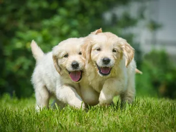 Adopting Littermates: Vet-Verified Pros & Cons Explained