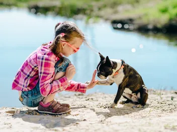 Will a Boston Terrier Be Good With Kids? Vet-Reviewed Breed Temperament & Care Tips