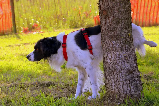 Why Do Dogs Pee on Trees? And How to Stop Them (Vet-Reviewed)