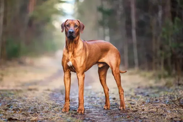 8 Rhodesian Ridgeback Pros & Cons: What to Consider Before Bringing One Home