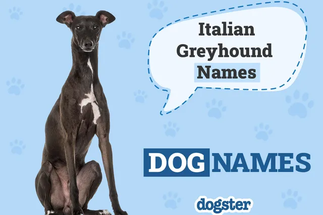 250+ Popular & Unique Italian Greyhound Names