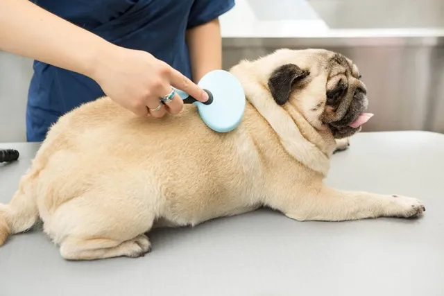 Is a Pug Hypoallergenic? Vet-Verified Facts & FAQ
