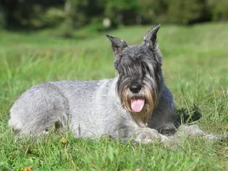 Standard Schnauzer: Breed Info, Pictures, Traits & Care
