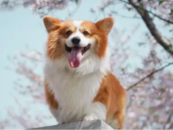 Long-Haired (Fluffy) Corgi: Info, Pictures, Origin & History