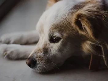 Anemia in Dogs: Signs, Causes and Treatments (Vet Answer)