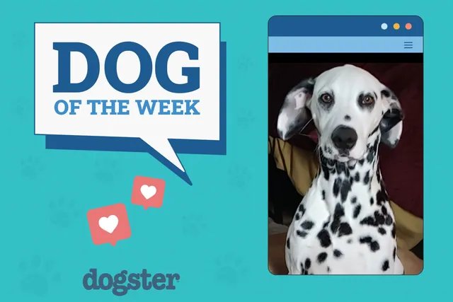 Dogster Photo Contest: Dogs of the Week Winners (November 1, 2024)