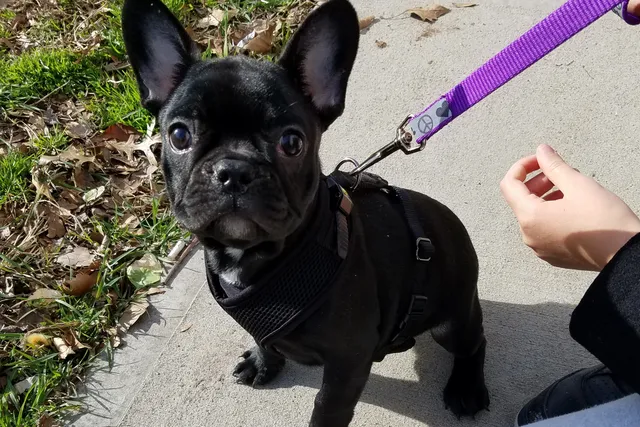The Little Frenchie Who Changed Our Family Forever