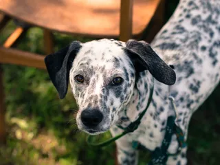 Dalmatian Heeler (Dalmatian & Blue Heeler Mix): Info, Pictures & Care Guide