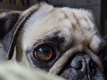 Is It True That Dogs Only See in Black and White? Facts & FAQ