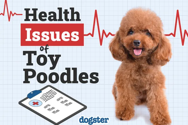9 Toy Poodle Health Problems: Vet Approved Facts & Treatments