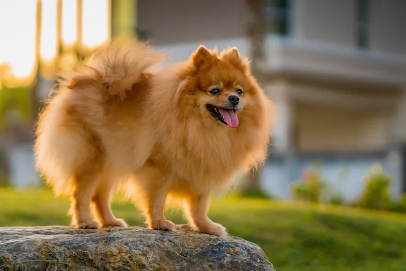 brown pomeranian standing on a rock
