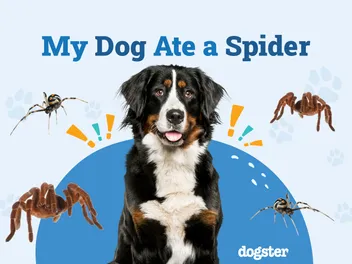 My Dog Ate a Spider, What Should I Do? Our Vet Approved Guide