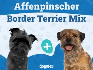Affen Terrier Dog Breed: Info, Pictures, Care Guide & More