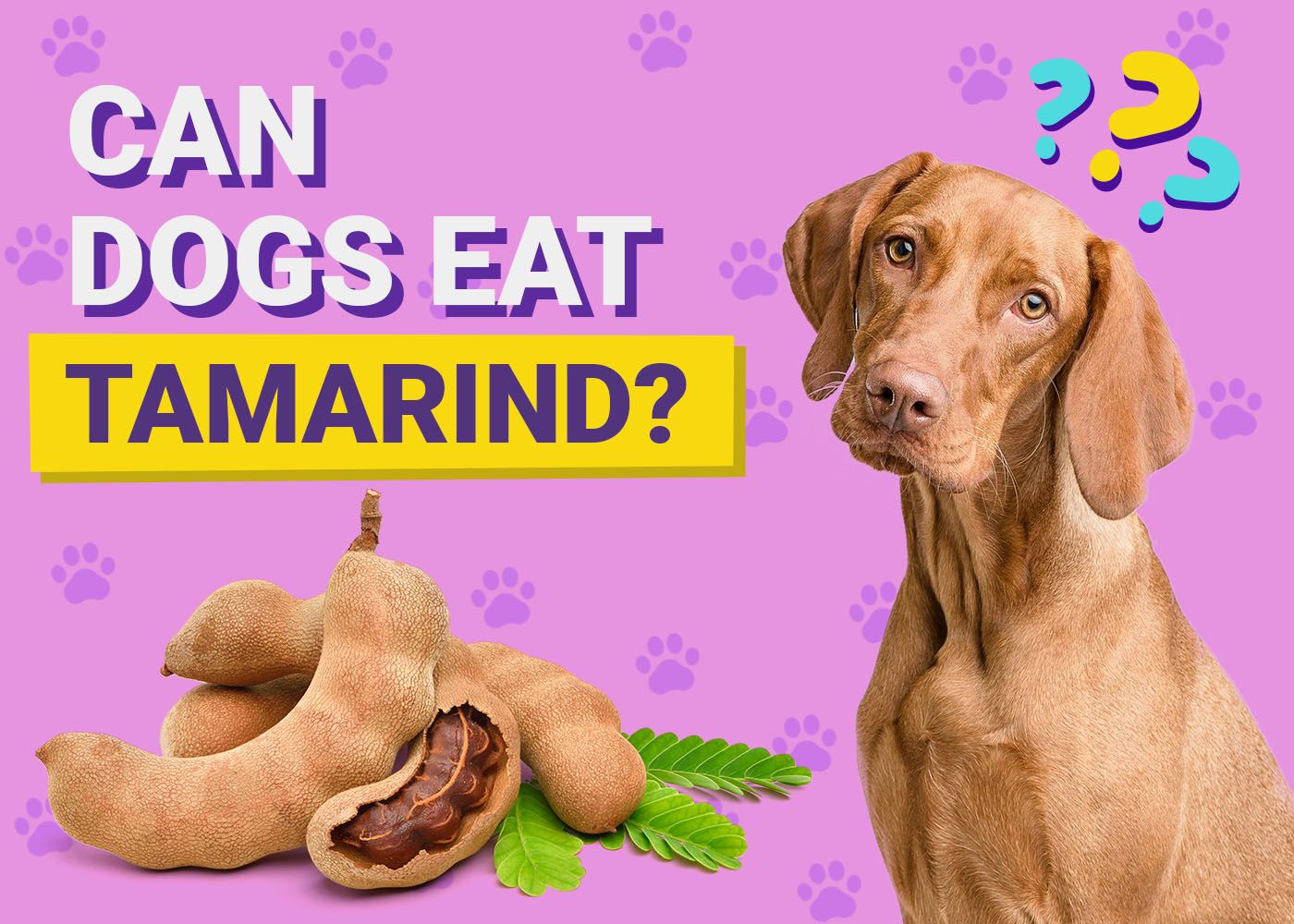 Dogster-Can-Dogs-Eat-Tamarind