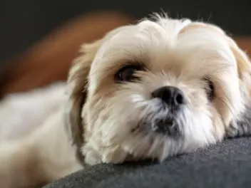 Is a Shih Tzu Hypoallergenic? Everything You Want to Know