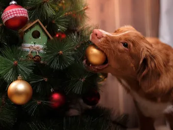 How to Keep Your Dog Away From the Christmas Tree: 10 Vet-Approved Tips