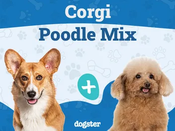 Corgipoo (Corgi Poodle Mix) Dog Breed: Info, Pictures, Care & More